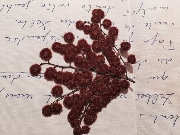 From time to time, he adds small plants to his letters, because he knew you liked them #MadeleineprojectEN https://t.co/jW1RzZ4ccW